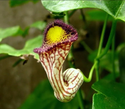 flor de buenos aires